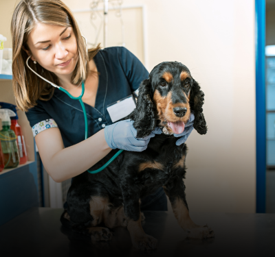 Veterinary SEO Services
