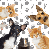 Pet Industry digital marketing