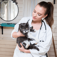 Veterinarians digital marketing